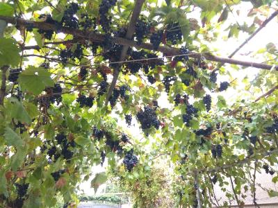 Прикрепленное изображение: IMG_20190917_170329_resize_7.jpg